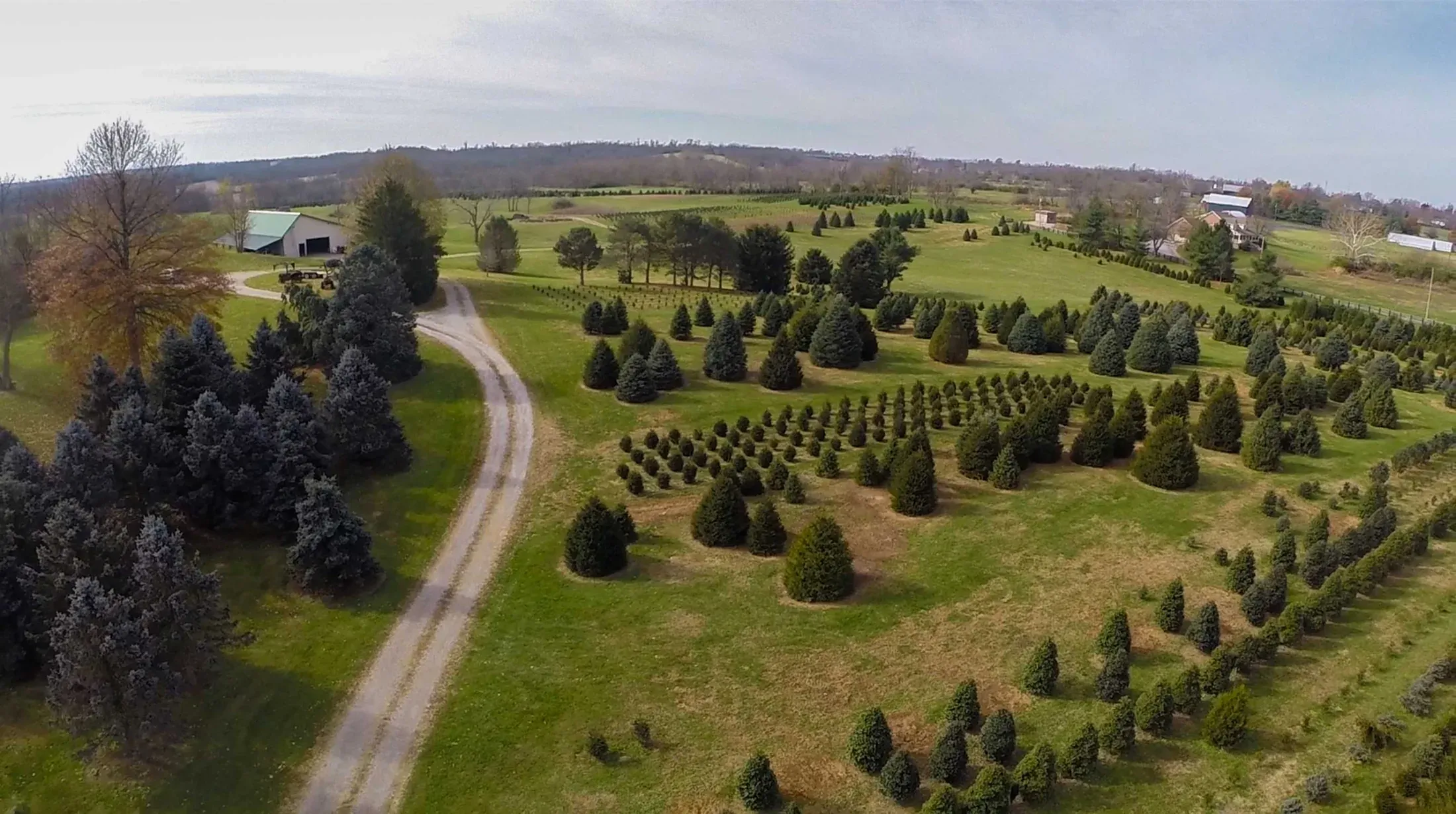 Aerial view of the rows of Christmas trees at Nieman's farm
